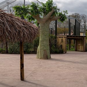 Artificial Tree - Madagascar Exhibit - 26/03/2019