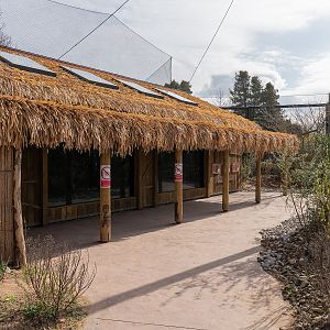 Ringtail House - Madagascar Exhibit - 26/03/2019