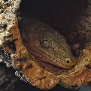 Leachie`s Giant Gecko