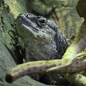 Utila Island Iguana