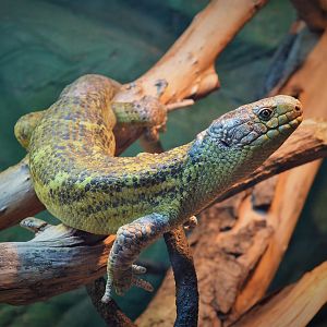 Prehensile-tailed skink