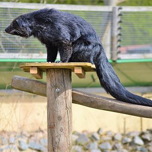 Binturong