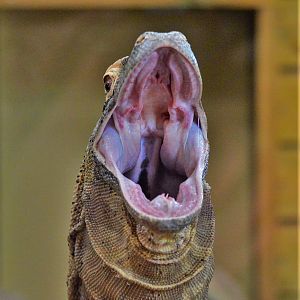 Komodo dragon yawning