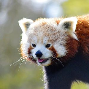 Red panda