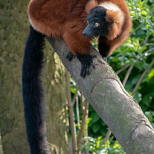 Red Ruffed Lemur - 26/03/2019