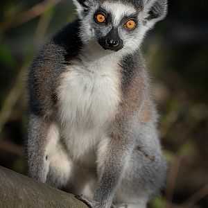 Ring-Tailed Lemur - 26/03/2019