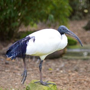 Sacred ibis