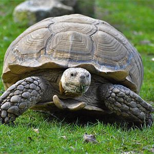 African spurred tortoise