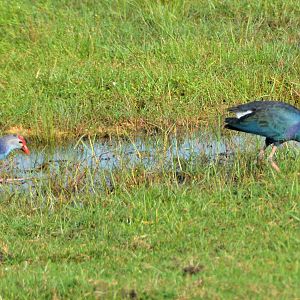 Purple swamphens