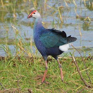 Purple swamphen