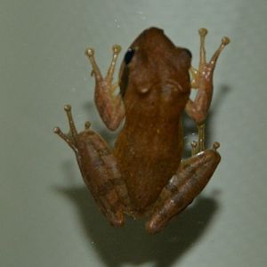 Tree frog  ID?