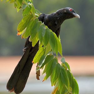 Asian koel