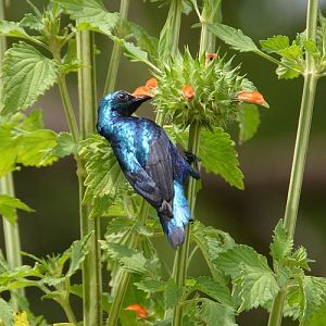 Purple sunbird