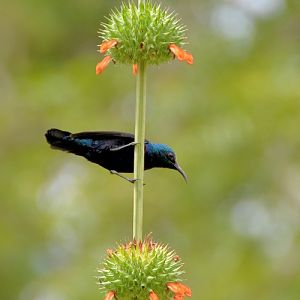 Purple sunbird