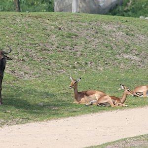 Blue wildebeest and Impala's
