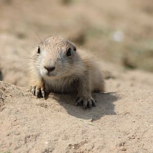 Young Black-tailed prairiedog