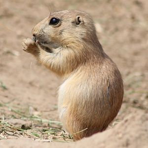 Black-tailed prairiedog