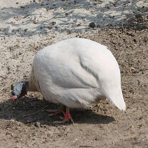 White Helmeted guineafowl