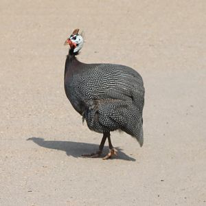 Helmeted guineafowl