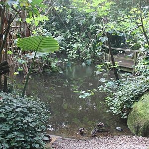 "Jungle trail" from the inside. (24/3-19)