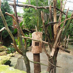 Blue-and-yellow macaw exhibit (Aug 28th, 2018)