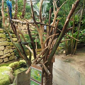 Blue-and-yellow macaw exhibit (Aug 28th, 2018)