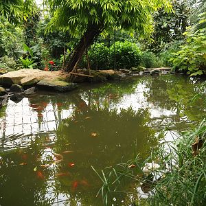Pond with koi in the Tropical hall (Aug 28th, 2018)