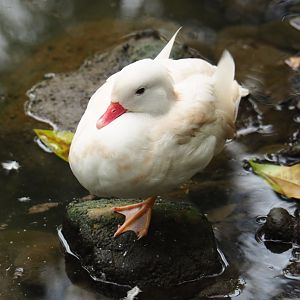 White Mandarin duck (Aix galericulata), Aug 28th, 2018