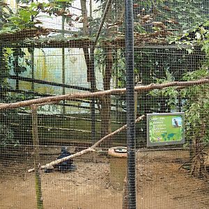 Victoria crowned pigeon - Laughing kookaburra aviary (Aug 28th, 2018)
