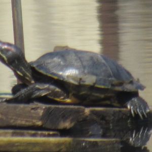 red eared slider