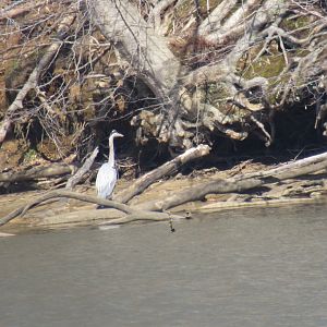 great blue heron