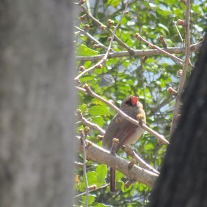 Cardinal