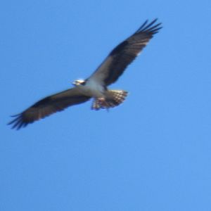 osprey