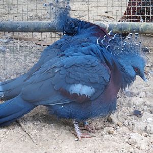 Victoria crowned pigeons (Goura victoria), Aug 28th, 2018