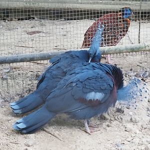 Victoria crowned pigeons (Goura victoria) and Satyr tragopan (Tragopan satyra), Aug 28th, 2018