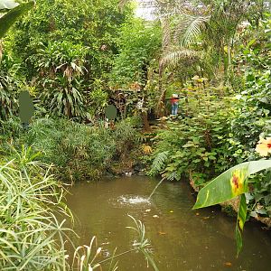 Pond in the Tropical hall (Aug 28th, 2018)