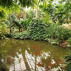 Pond with koi in the Tropical hall (Aug 28th, 2018)