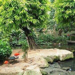 Pond and bird area with scarlet ibis in Tropical Hall (Aug 28th, 2018)