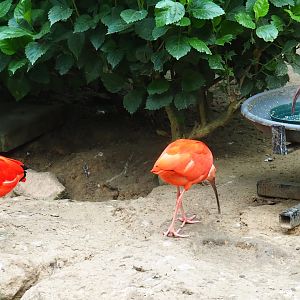 Scarlet ibis (Eudocimus ruber) feeding (Aug 28th, 2018)