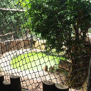 Spectacled caiman exhibit (Aug 28th, 2018)