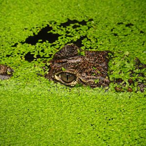 Spectacled caiman (Caiman crocodilus) amongst duckweeds (Aug 28th, 2018)