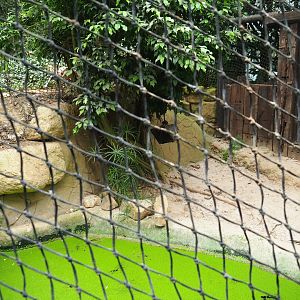 Spectacled caiman exhibit (Aug 28th, 2018)