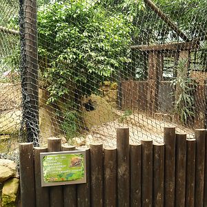 Spectacled caiman exhibit (Aug 28th, 2018)