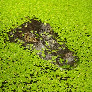 Spectacled caiman (Caiman crocodilus) amongst duckweeds (Aug 28th, 2018)