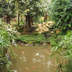View of pond in the Tropical hall (Aug 28th, 2018)