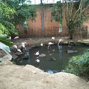 Greater and Chilean flamingo area (Aug 28th, 2018)