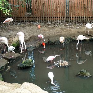 Phoenicopterus roseus, Phoenicopterus chilensis, Eudocimus ruber, Platalea ajaja and Platalea alba (Aug 28th, 2018)