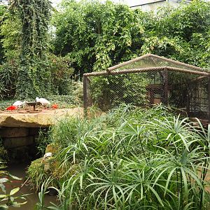 View near spectacled caiman cage (Aug 28th, 2018)