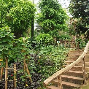 View in Tropical hall with stairway (Aug 28th, 2018)