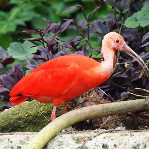 Scarlet ibis (Eudocimus ruber), Aug 28th, 2018